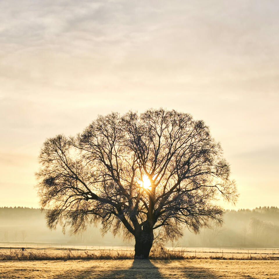 Inner Alchemy: Guided Microdosing Journey for Chronic Illness or Burnout.