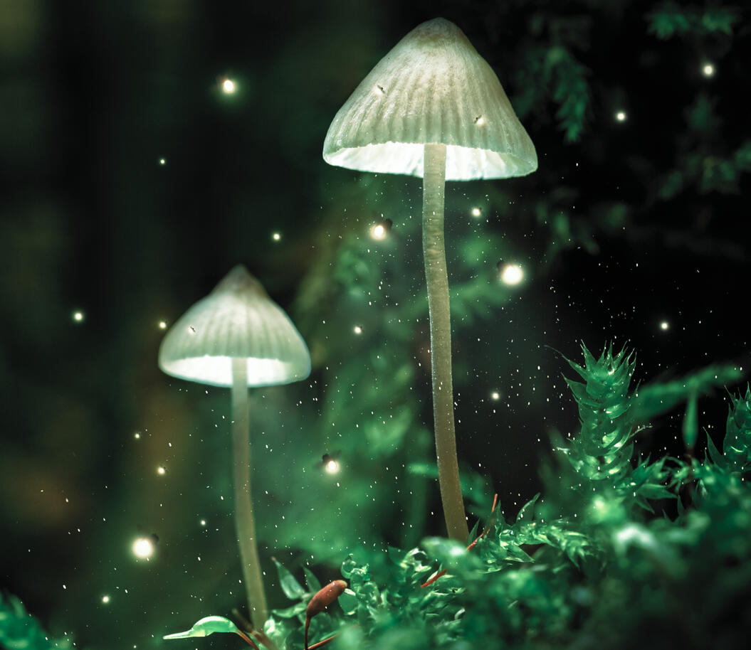 Inner Alchemy: Guided microdosing journey.